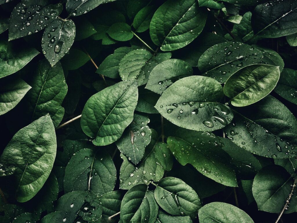 green leaves natural background